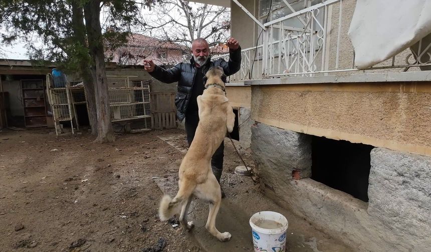İstanbul’u Bırakıp Yozgat’a Döndü Binlerce Hayvan Üreterek Geçimini Sağlıyor