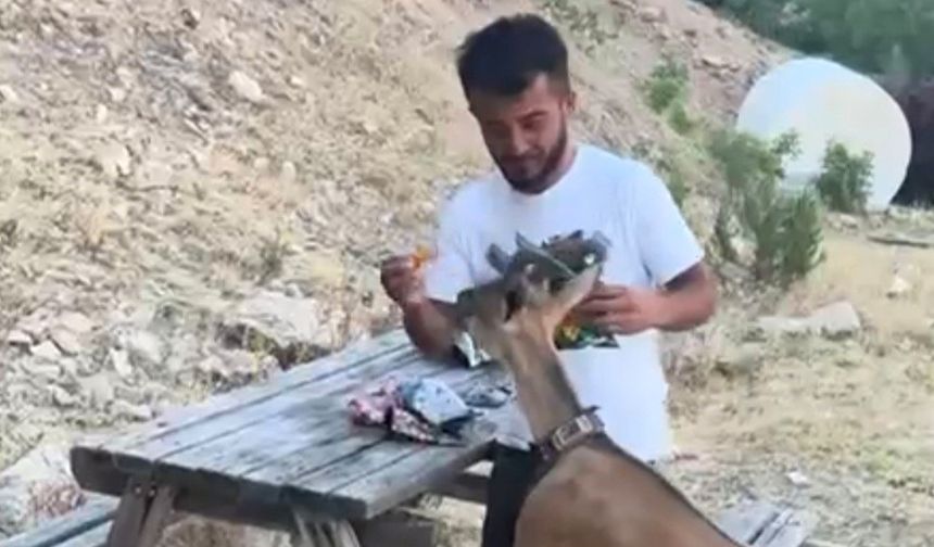 Aydıncık’ta Doğa Harikası Anlar: Dağ Keçisini Elleriyle Besledi