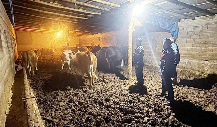 Yozgat’ta Jandarma ve Köy Halkı El Ele Verdi, Kayıp Hayvanlar Bulundu