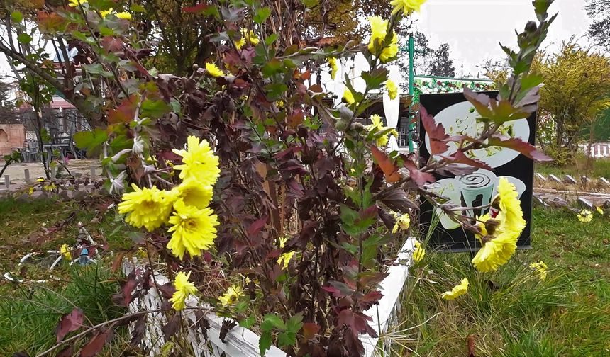 Yozgat'ta Yalancı Bahar'da Güller Açtı