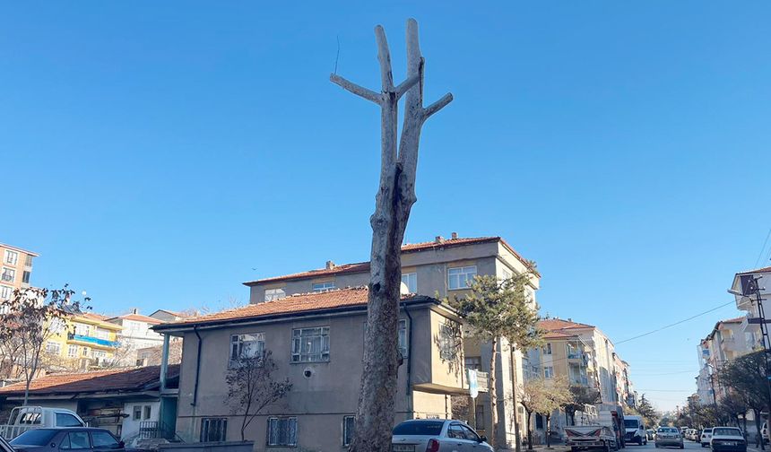 Yerköy’ün Simgesi Asırlık Çınar Bakıma Alındı