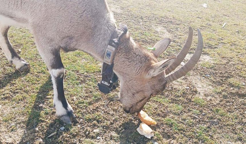 Yozgatlılar Dağ Keçileri İle Arkadaş Oldu: Gel Oğlum Gel