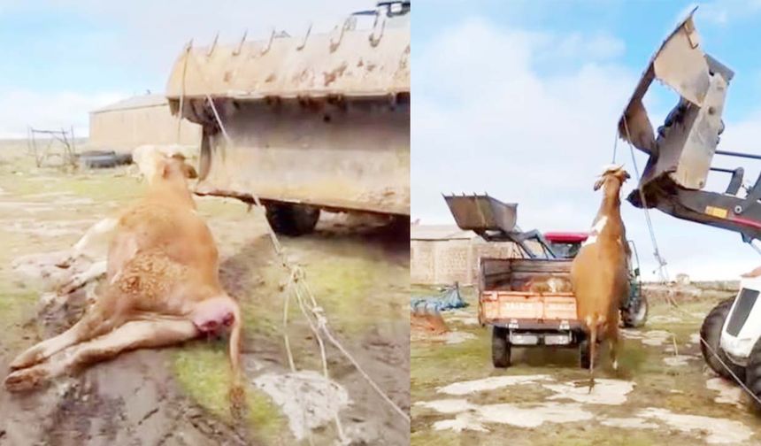 3 büyükbaş elektrik akımına kapıldı...