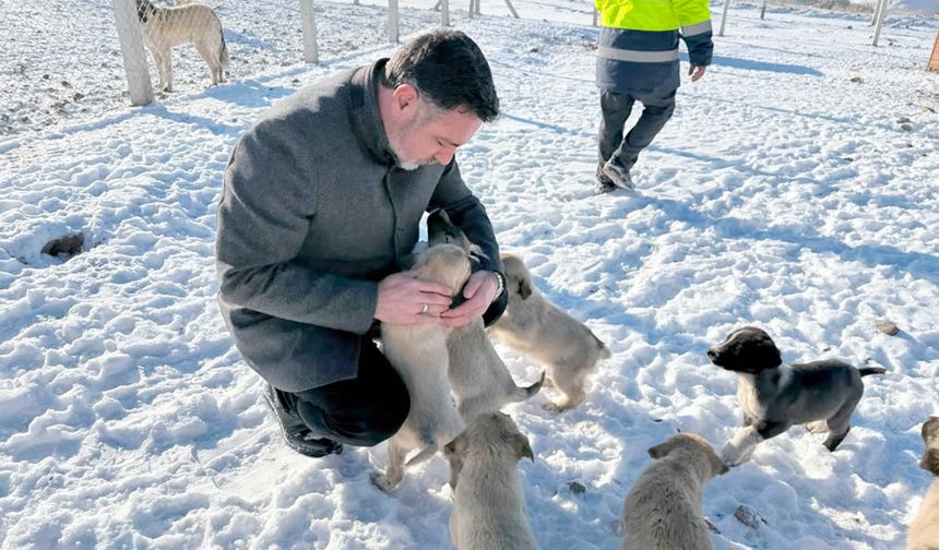 Yerköy’de can dostlara kış güvencesi