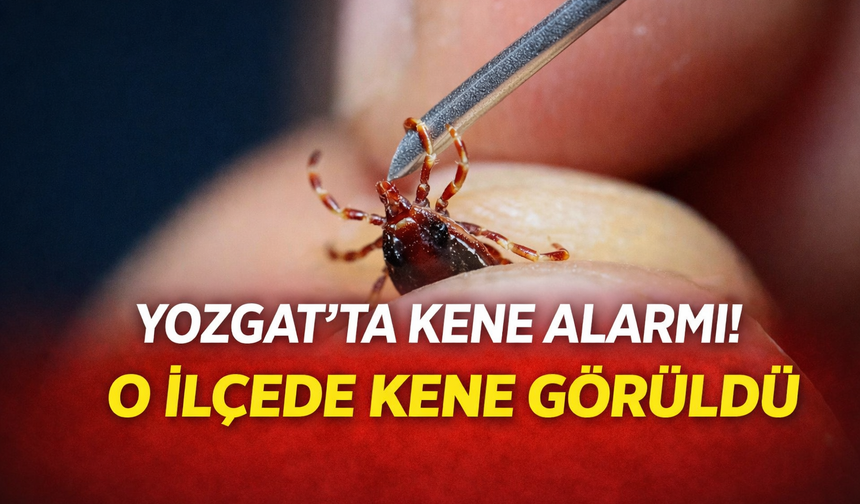 Yozgat’ta Kene Alarmı! O İlçede Kene Görüldü
