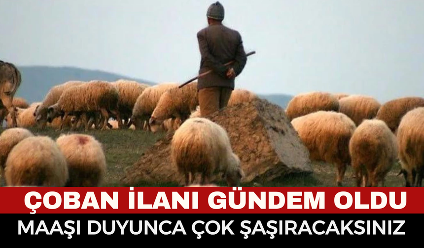 Sosyal Medyada Paylaşılan Çoban İlanı Gündem Yarattı! Maaşını Duyunlar Şok Oldu