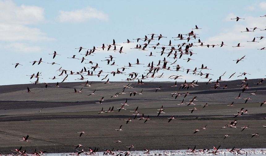 Allı turnalardan görsel şölen