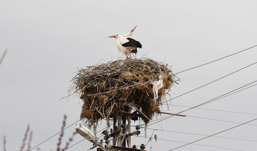 Yuvalarına döndüler