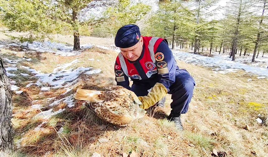 Yozgat’ta yaralı şahine jandarma şefkati