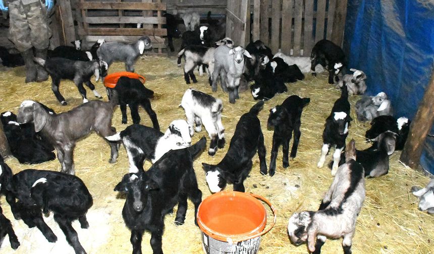 Yozgat Akdağmadeni’nde Keçi Yetiştiricisinden Dikkat Çeken Yöntem