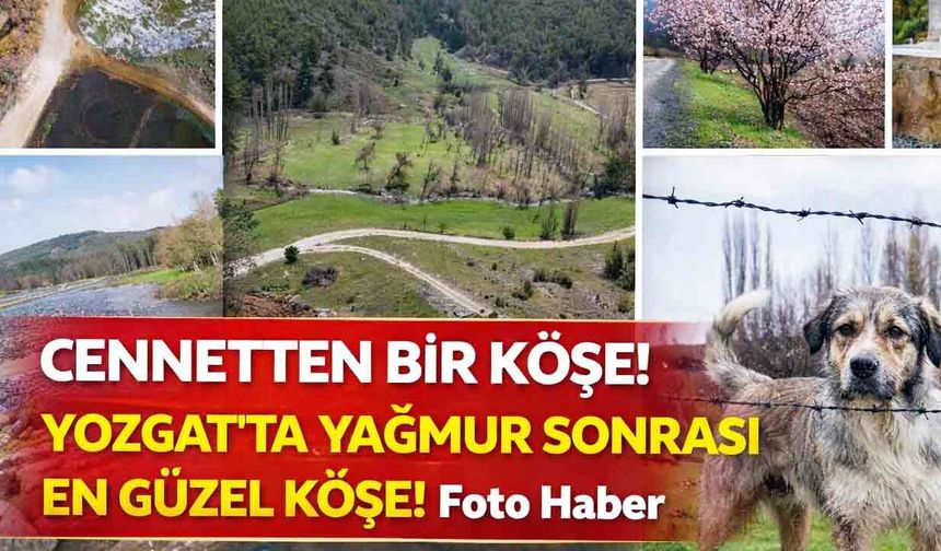 Yozgat Akdağmadeni’nde Yağmur Sonrası Büyüleyen Manzara: Bozok Yaylası Yeşile Büründü