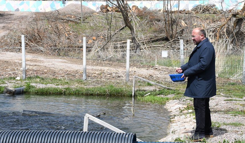 Taze Balık Kapış Kapış