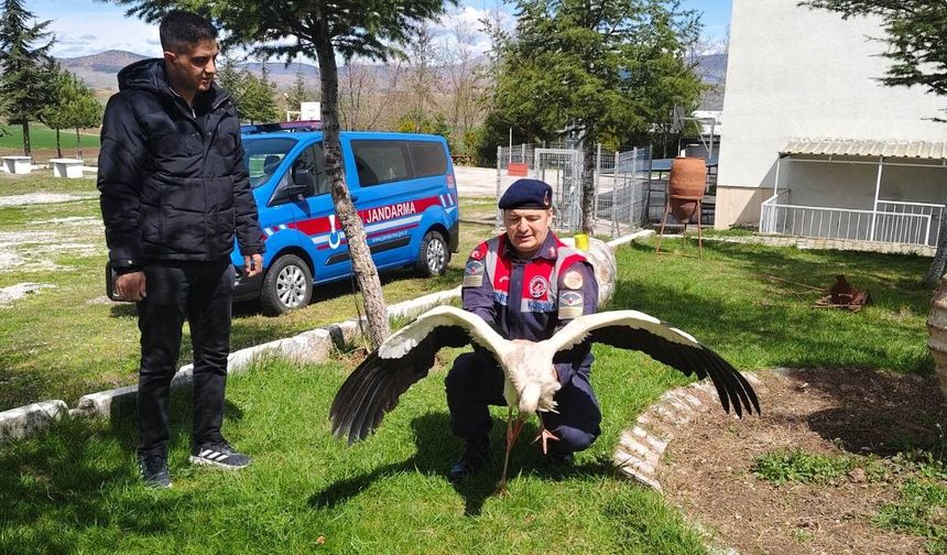 Yozgat’ta Hasta Leylek Kurtarıldı