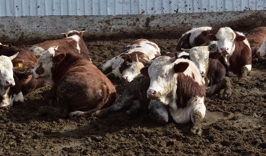 Güvenli Kurbanın Belgesi Mutluer'de