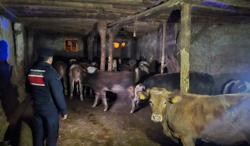 Yozgat’ta Kayıp 22 Büyükbaş Hayvan Bulundu: Jandarmadan Hızlı Müdahale