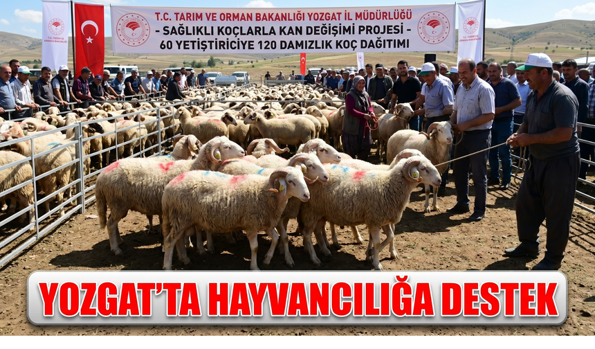 Yozgat’ta Hayvancılığa Destek: Besiciye Damızlık Koç Dağıtıldı