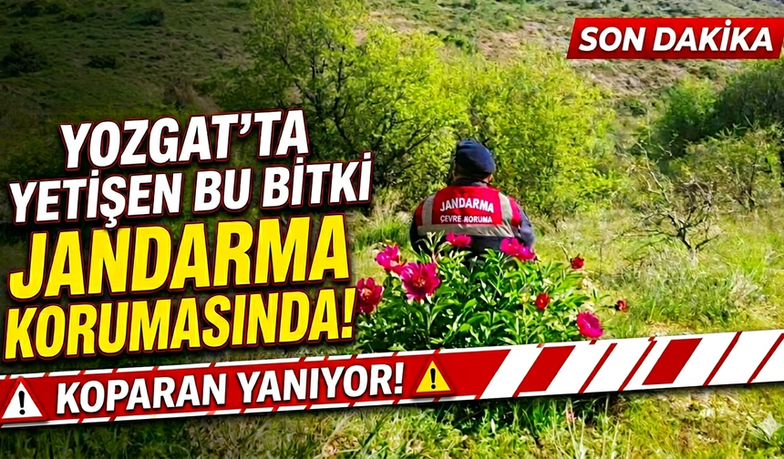 Yozgat’ta yetişen bu bitki Jandarma korumasında! Koparan yanıyor