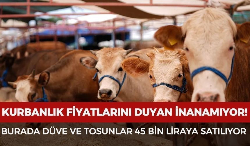 Kurbanlık Fiyatları Şaşırttı: Düve ve Tosunlar 45 Bin TL’den Satışa Çıktı