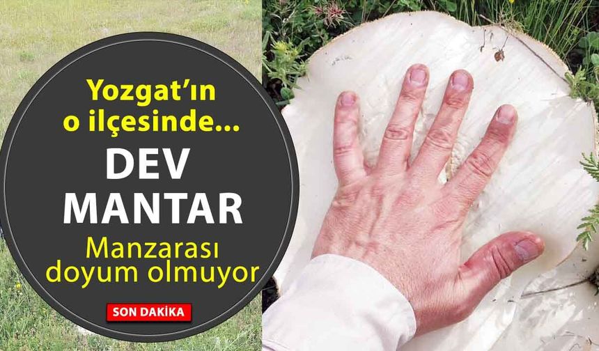 Yozgat’ta Dev Mantarlar Görenleri Şaşkına Çevirdi! Karadeniz Gibi Yozgat!