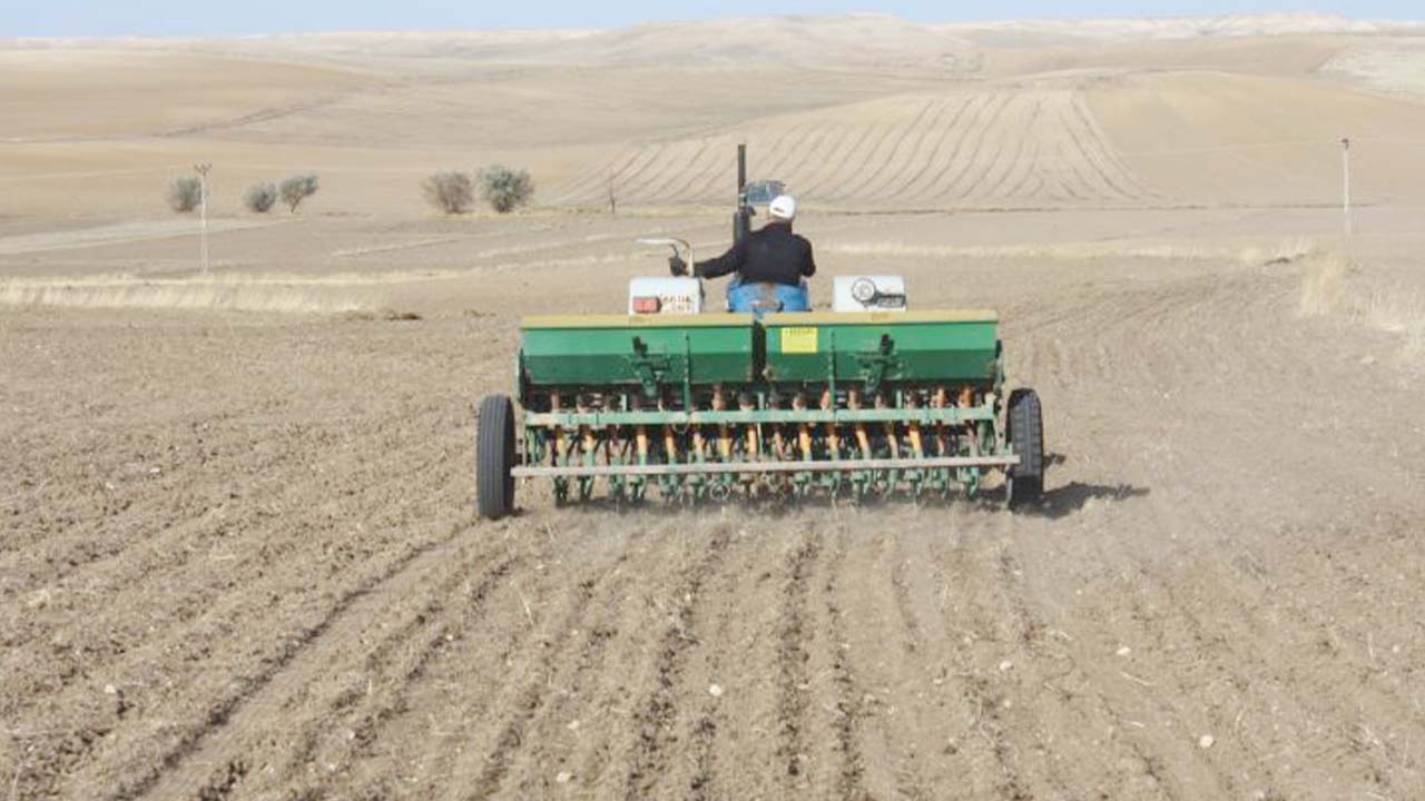 Buğday Yetiştiriciliği Tarım Orman (1)