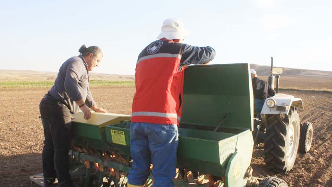 Buğday Yetiştiriciliği Tarım Orman (3)