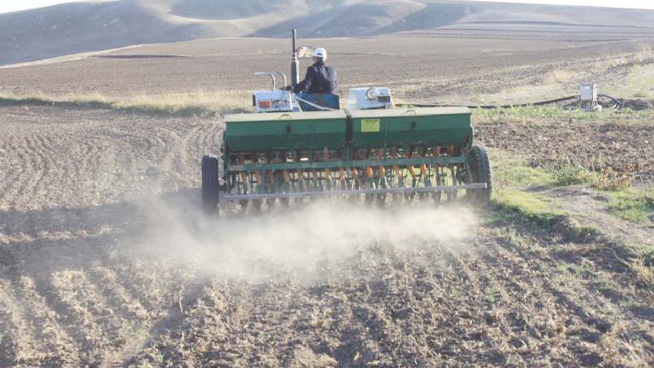 Buğday Yetiştiriciliği Tarım Orman (4)