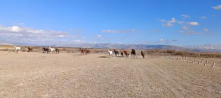 Yozgat'ta Kuraklık Alarmı! (4)