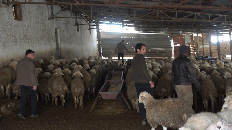 Çobanlar Kaçıyor, Hayvancılık Bitiyor Yozgat'tan Gelen Felaket Uyarısı! (3)