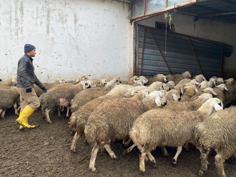 Çobanlar Kaçıyor, Hayvancılık Bitiyor Yozgat'tan Gelen Felaket Uyarısı! (4)