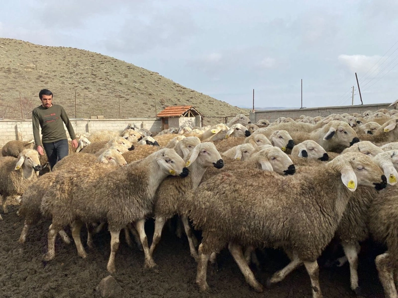 Çobanlar Kaçıyor, Hayvancılık Bitiyor Yozgat'tan Gelen Felaket Uyarısı! (5)