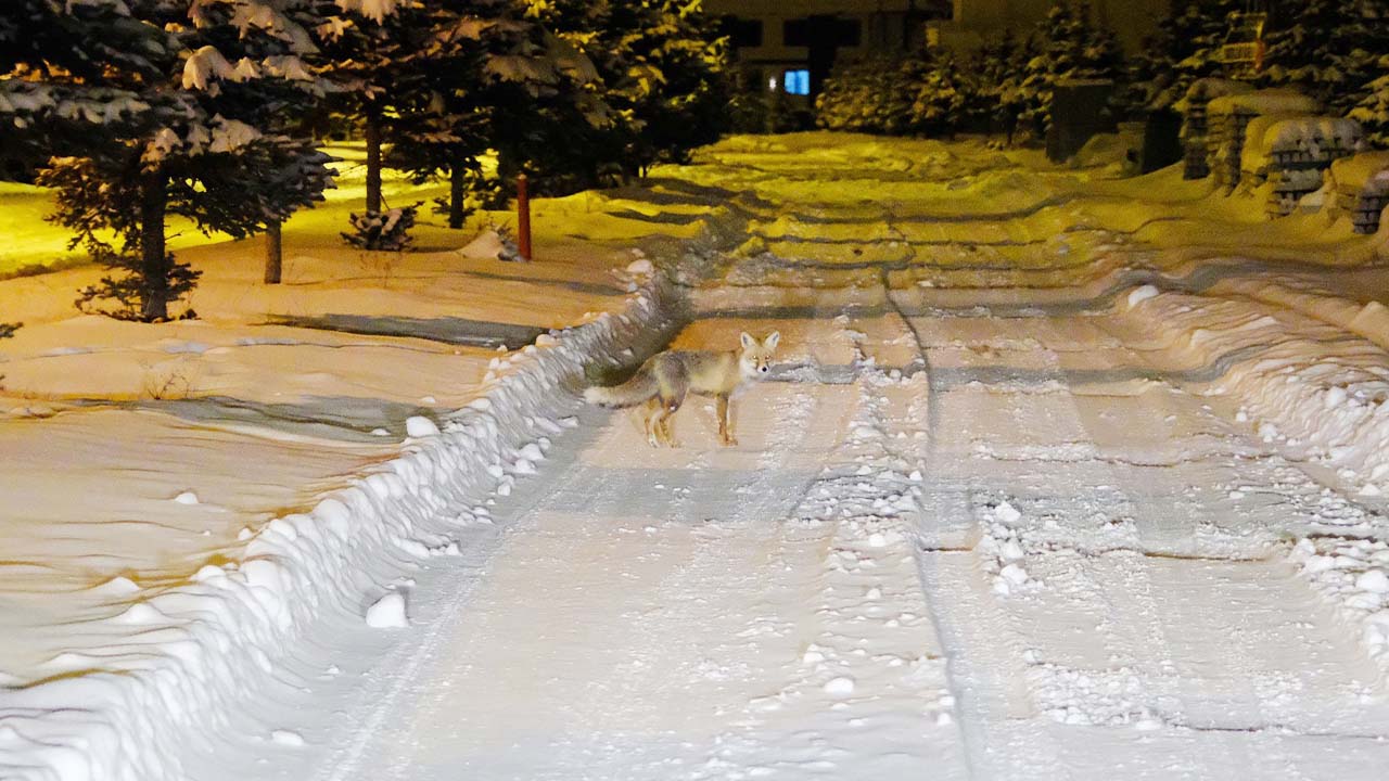 Akdağ (1)