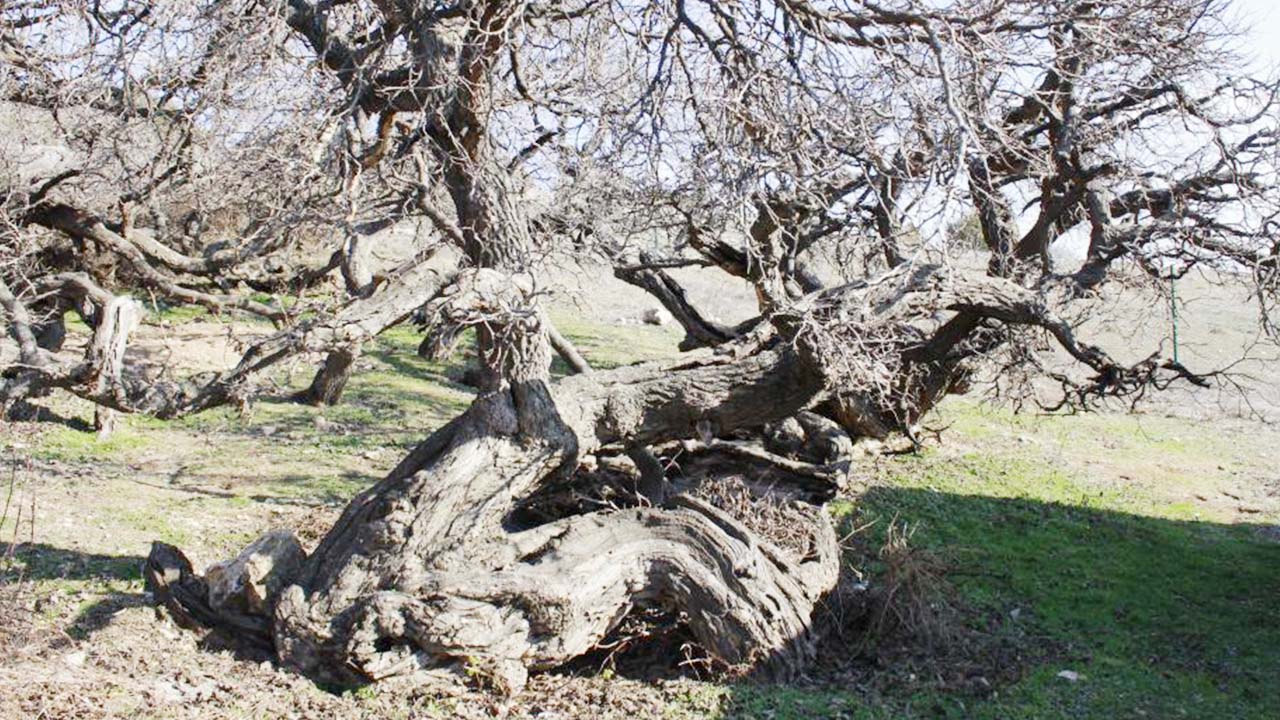 Yozgat Ağaç Çekerek (4)
