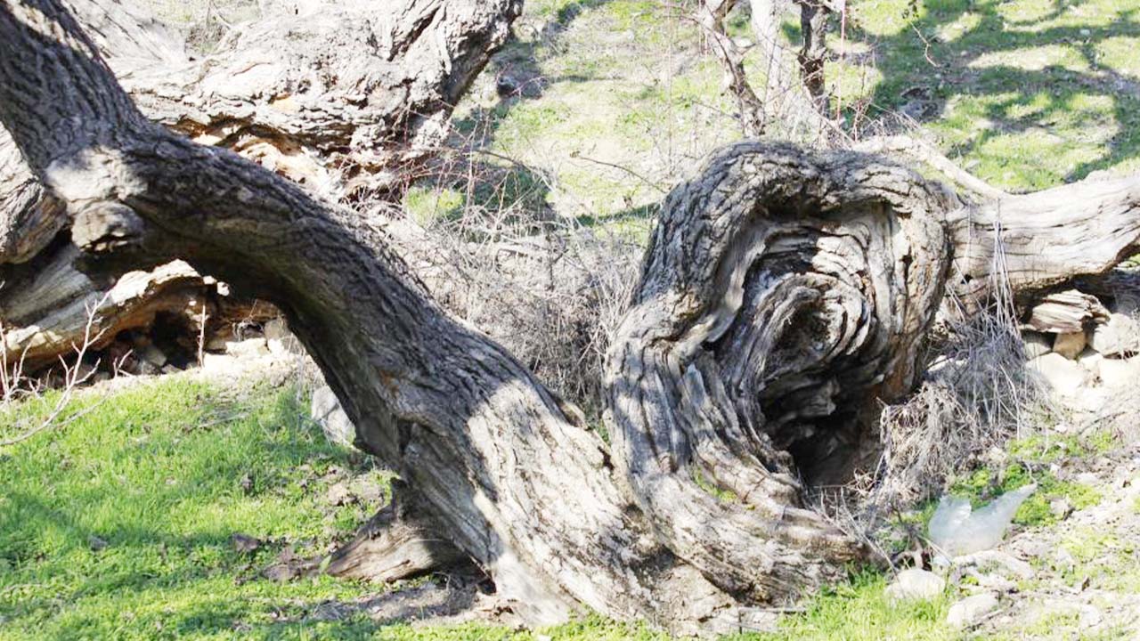 Yozgat Ağaç Çekerek (5)