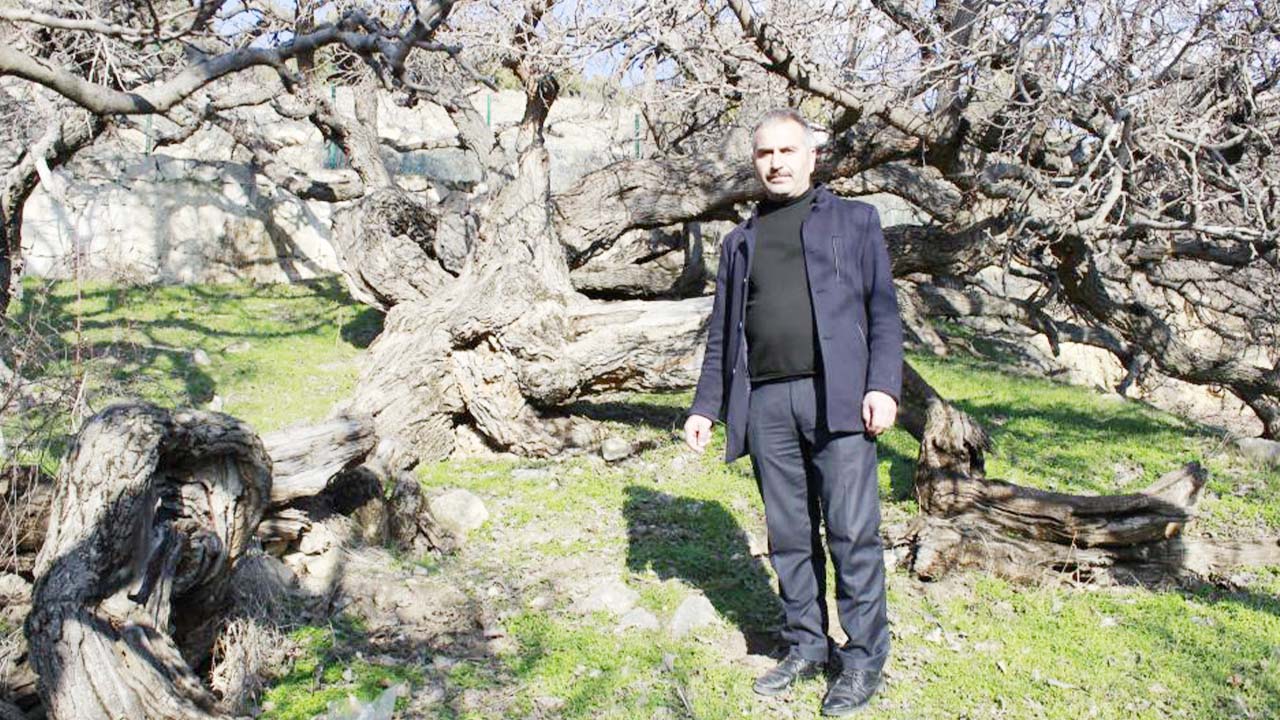 Yozgat Ağaç Çekerek (6)