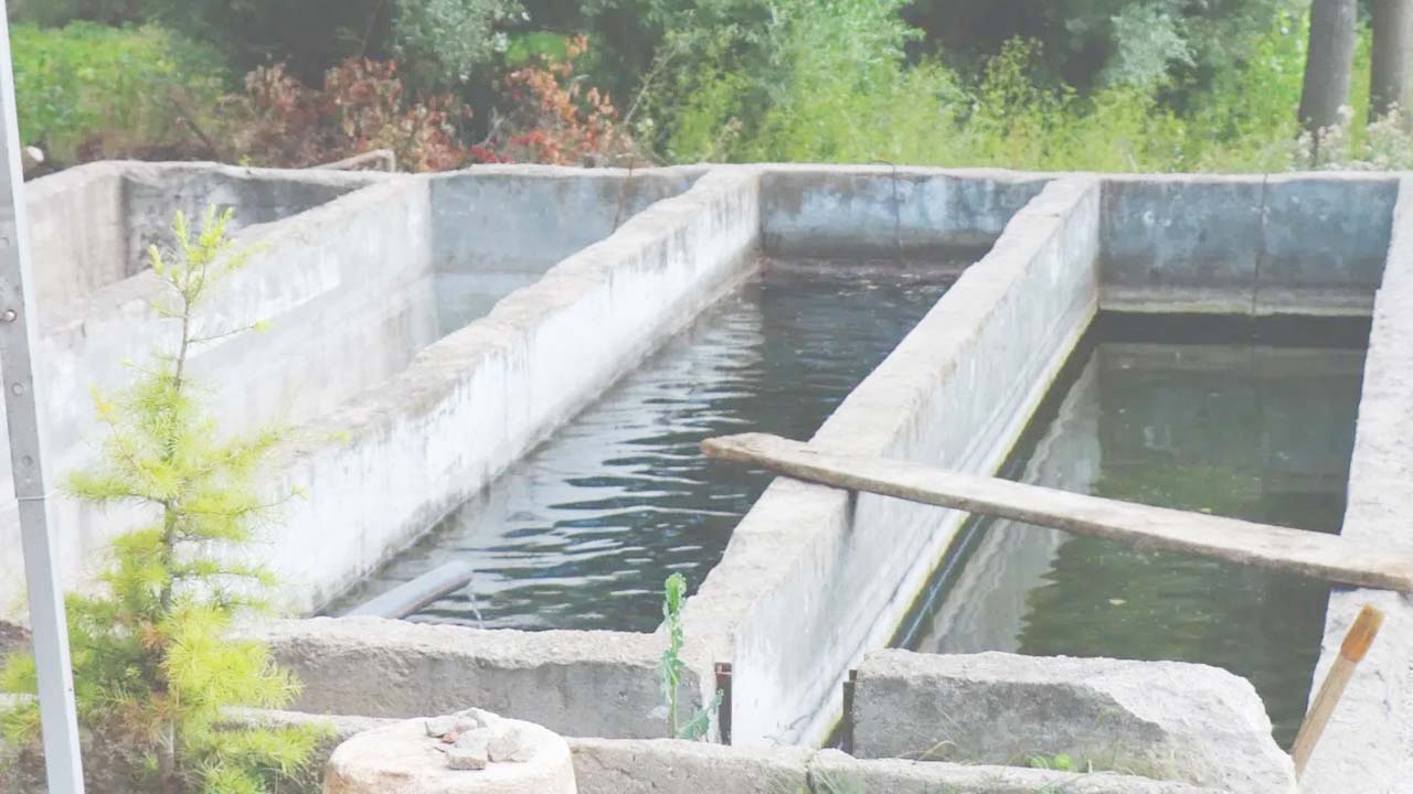 Alabalık Çayıralan (1)