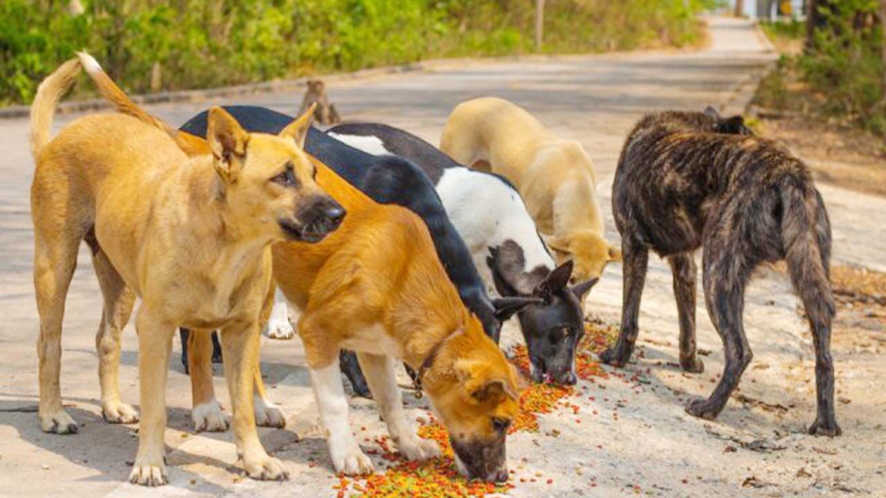 Bakanlık Sokak Hayvanları (1)