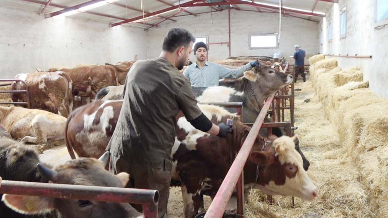 Yozgat Şap Hastalığı (4)