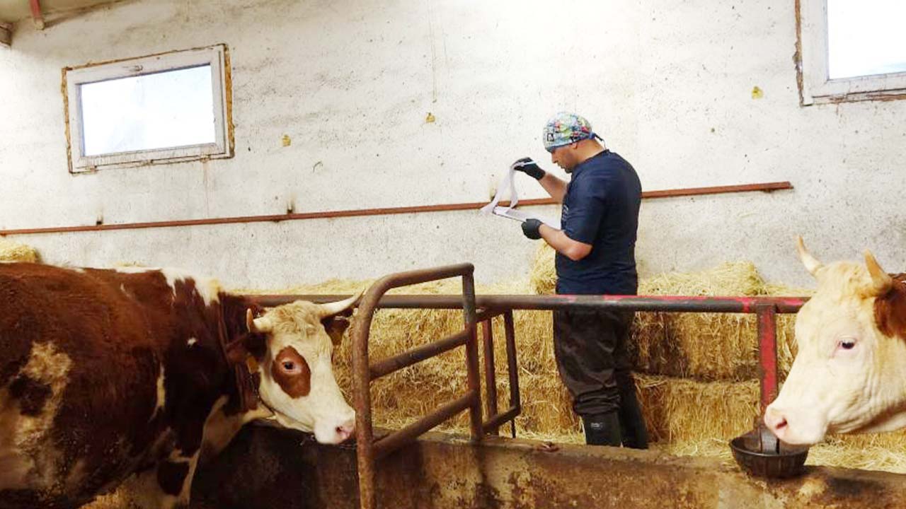 Yozgat Şap Hastalığı (6)