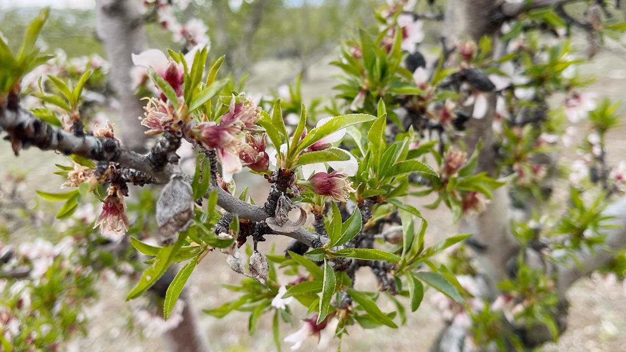 Don Valilik Tarım (4)