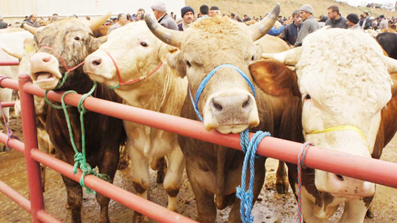 Kurban Fiyatları (2)