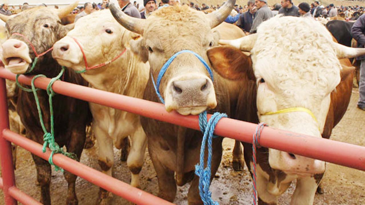 Kurban Inegöl Belediyesi (2)