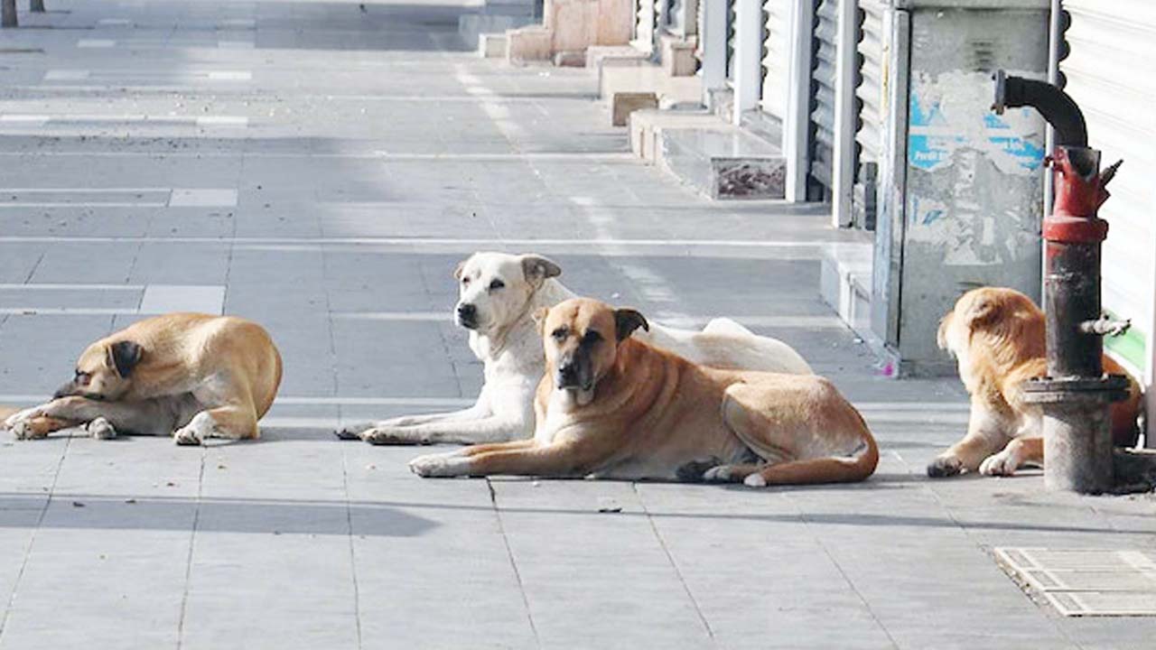 Mamak Kopek Surusu Saldirisi