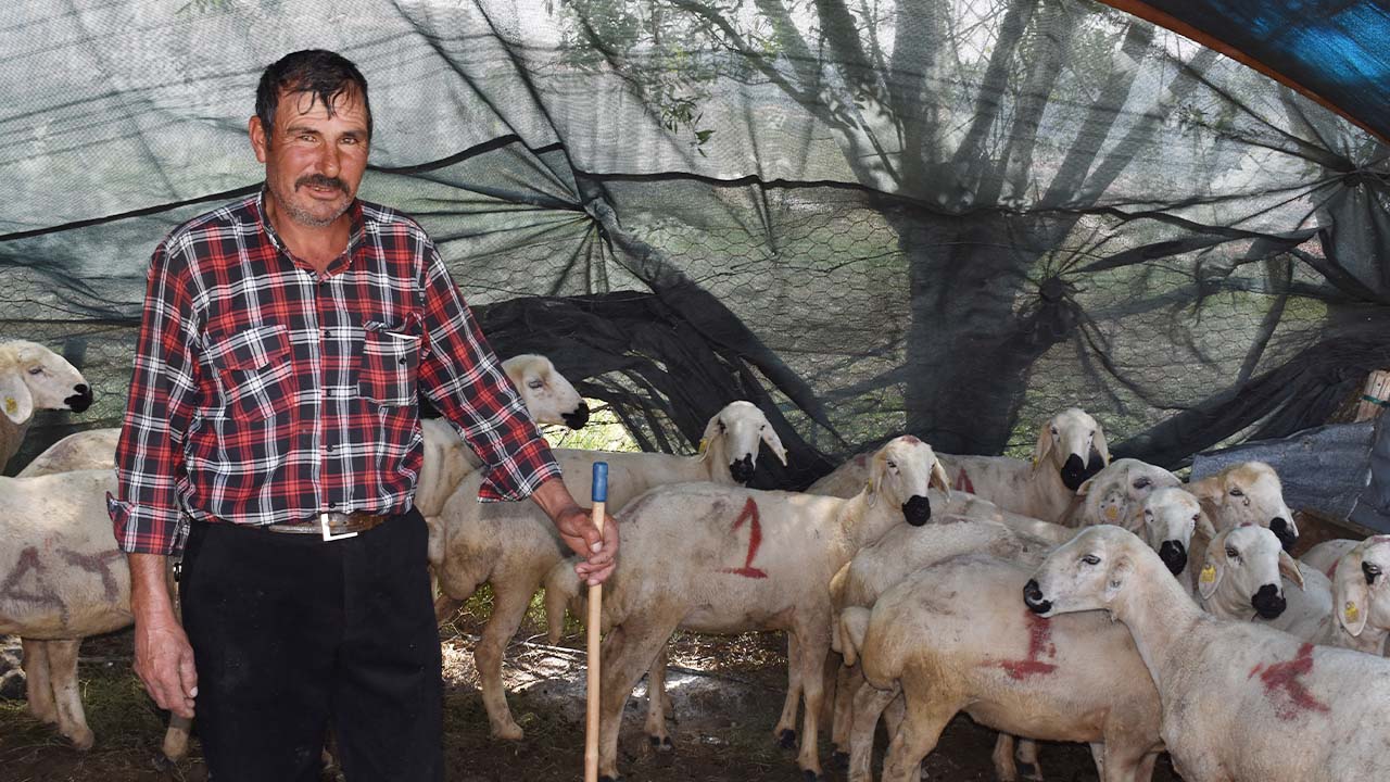 Ali Çolak