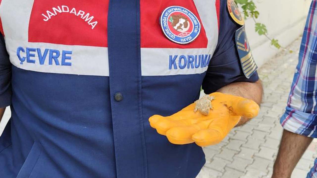 Bozkır Kele (1)
