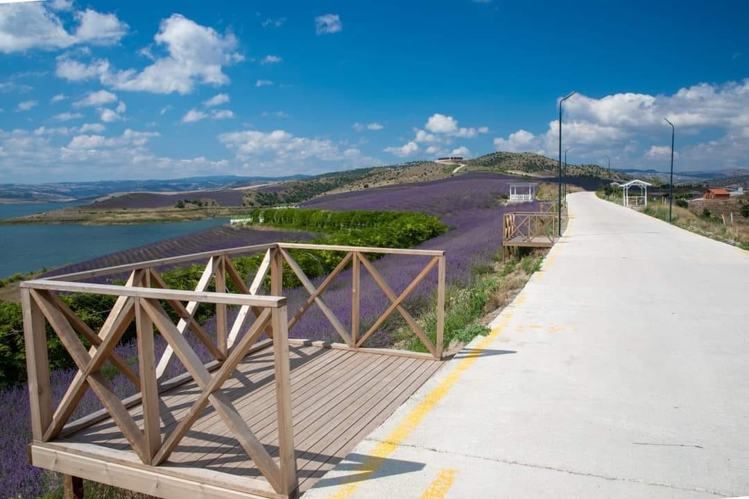 Çekerek Lavanta 1