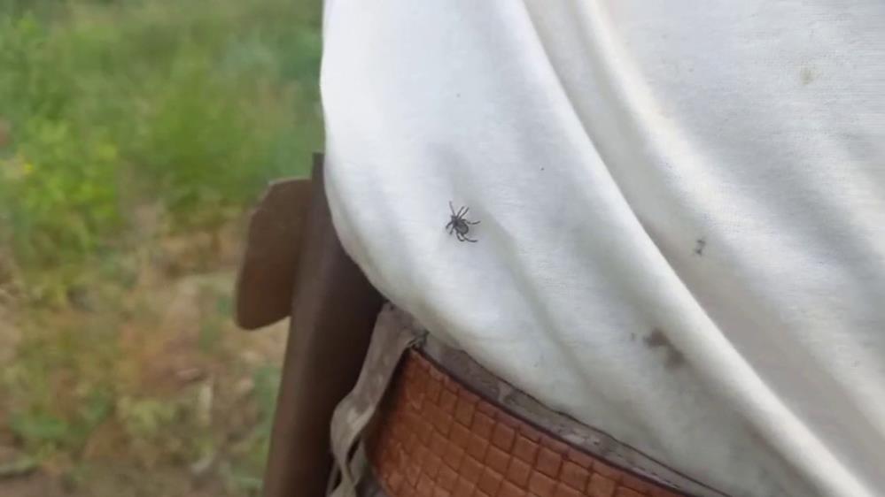 Kene Uzman Kırsal (4)