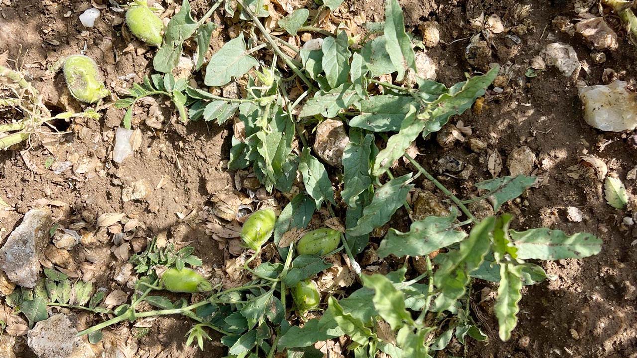 Sarıkaya Tarla Don (1)