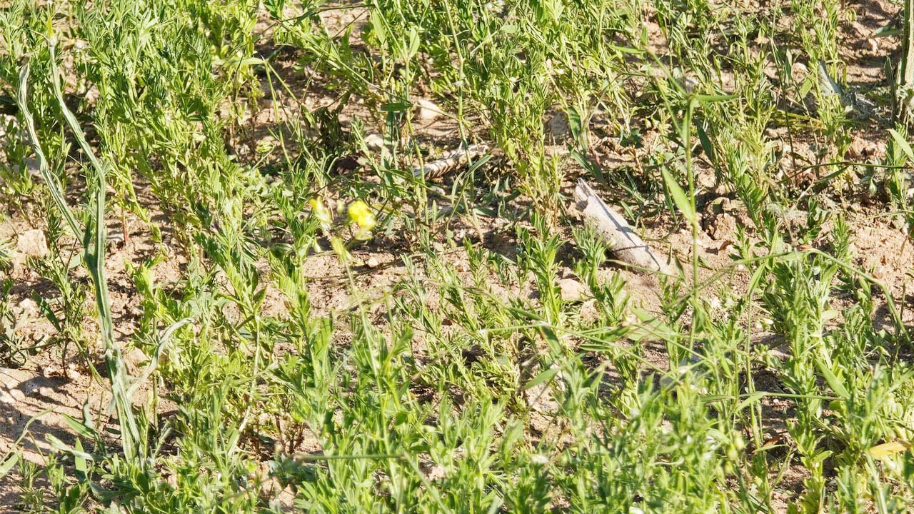 Sarıkaya Tarla Don (4)