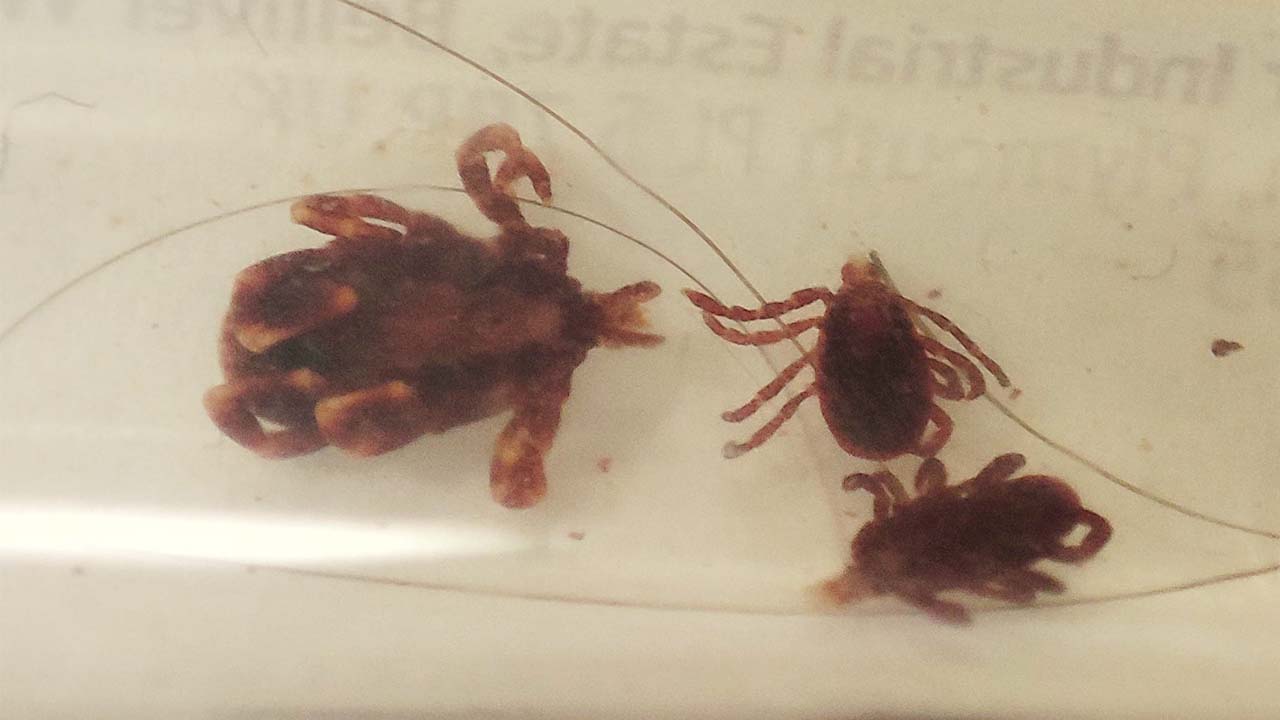 Şehir Hastanesi Kene (2)