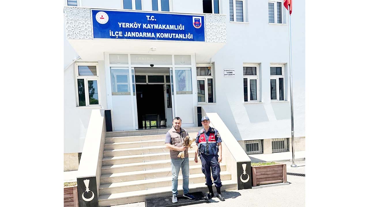 Yaralı Şahin Jandarma (1)